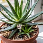 Aloe Vera Care: Sun, Soil, and Propagation