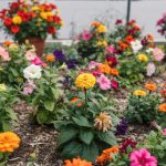 Annual Flowers: Best Varieties and Growing Tips