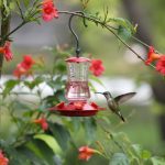 How to Attract Hummingbirds: Red Feeders, Trumpet Flowers
