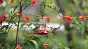 How to Attract Hummingbirds: Red Feeders, Trumpet Flowers