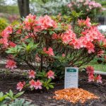 Azalea Care: Acid Soil, Pruning, and Bloom Timing