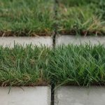 Bermuda vs Zoysia Grass: Heat, Shade, and Traffic