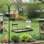 Best Bird Feeders: Tube, Platform, and Squirrel-Proof