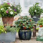 Best Plants for Containers: Flowers and Edibles