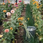 Best Flowers for Cutting Gardens: Stems and Vase Life