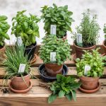 Best Herbs for Beginners: 10 You Cannot Kill