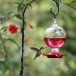 Best Hummingbird Feeders: Glass, Easy-Clean, Ant-Proof