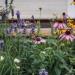 Best Flowers for Pollinators: Bees and Butterflies