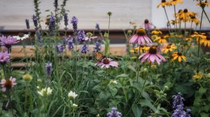 Best Flowers for Pollinators: Bees and Butterflies