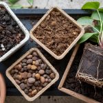 Best Potting Soil for Containers: Tested Mixes