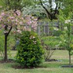 Best Trees for Small Yards: Compact and Ornamental