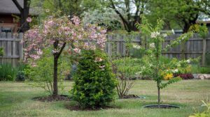Best Trees for Small Yards: Compact and Ornamental
