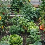 Best Vegetables for Raised Beds: High Yield Picks