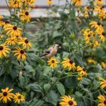 Black-Eyed Susan Care: Native Wildflower Growing Guide