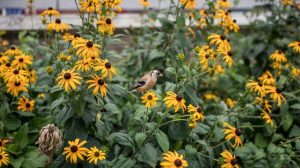 Black-Eyed Susan Care: Native Wildflower Growing Guide