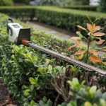 Boxwood Care: Hedge Shaping, Blight, and Varieties