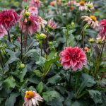 Burgundy Flowers: 15 Gorgeous Varieties to Grow