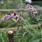 Butterfly Bush Care: Pruning, Growth, and Control