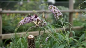 Butterfly Bush Care: Pruning, Growth, and Control