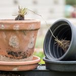 Clay Pots vs Plastic Pots: Weight, Drainage, and Roots