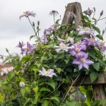 Clematis Care: Pruning Groups, Trellising, and Bloom