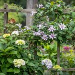 Climbing Plants: A Grower's Shortlist