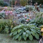 Cold Hardy Plants: Perennials for Zones 3-5