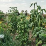 Companion Planting Chart: Full Vegetable Compatibility