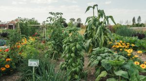 Companion Planting Chart: Full Vegetable Compatibility