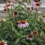 Coneflower Care: Pruning, Planting, and Bloom Guide