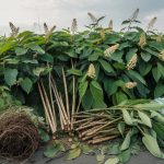 Japanese Knotweed Removal: Options and What to Know