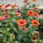 15 Coral Flowers That Bloom All Season