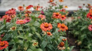 Coral Flowers: 15 Warm Pastel Varieties for Beds