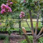 Crepe Myrtle Care: Pruning, Varieties, and Zone Guide