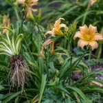 Daylily Care: Division, Deadheading, and Varieties