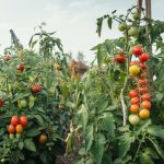Determinate vs Indeterminate Tomatoes: Size and Yield