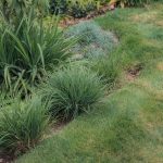 Drought-Tolerant Grasses: Low Water Lawn Options