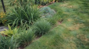 Drought-Tolerant Grasses: Low Water Lawn Options