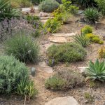 Drought Tolerant Plants: Top Picks by Zone and Light