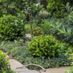 Evergreen Shrubs: Top Picks by Zone and Light