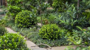 Evergreen Shrubs: Year-Round Picks by Zone and Size
