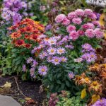 Fall Blooming Flowers: Best Varieties and Growing Tips