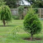 Fast Growing Trees: A Grower's Shortlist