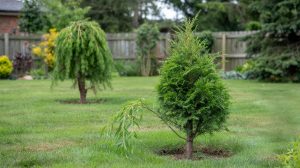 Fast-Growing Trees: Shade and Privacy Picks by Zone