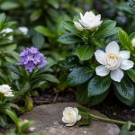 Fragrant Flowers: Best Varieties and Growing Tips