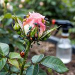 How to Get Rid of Aphids: Sprays, Traps, and Biocontrol