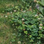 How to Get Rid of Clover in Your Lawn
