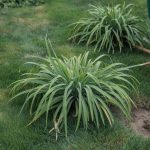 How to Get Rid of Crabgrass: Pre- and Post-Emergent