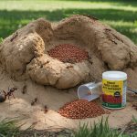 How to Get Rid of Fire Ants: Bait, Drench, and Prevention
