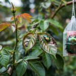 How to Get Rid of Japanese Beetles: Traps and Sprays